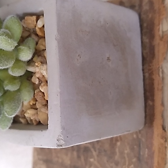 2 Small Fake Succulent Cactus potted plants - Picture 8 of 9